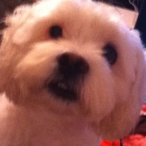 Meet your Posher, Toby